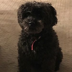 Meet your Posher, Bridget